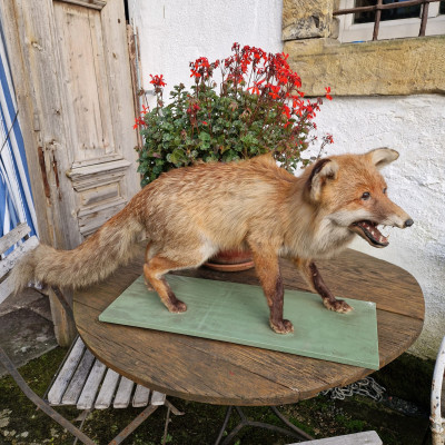Vycpaná liška obecná – realistická taxidermie