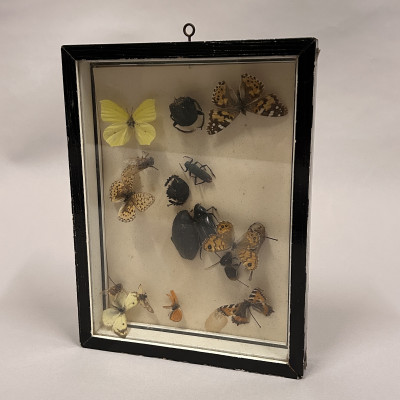 Sbírka motýlů a brouků